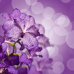 Fotoroleta storczyk kwiat roślina fiołek kopiowanie
