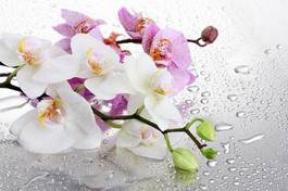 Fotoroleta piękny świeży rosa kwiat woda
