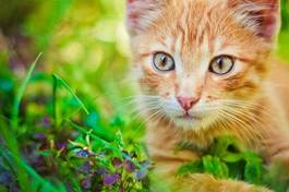 Naklejka mały kociak poluje w trawie