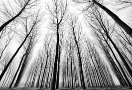 Fototapeta Łyse korony drzew