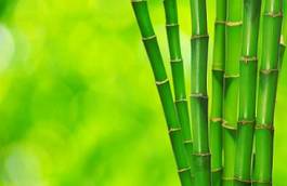 Plakat bambus spokojny ogród tropikalny natura
