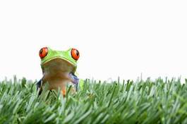 Obraz na płótnie zwierzę trawa natura żaba płaz
