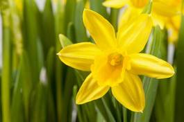 Fototapeta kwiat roślina narcyz żółty przebudzenie wiosny