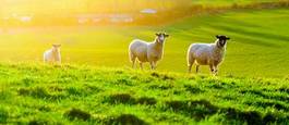 Plakat wiejski owca rolnictwo zwierzę