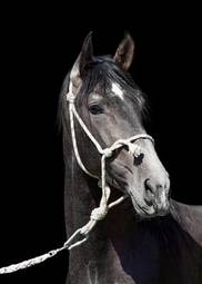 Fototapeta koń andaluzyjski rasowy jeździectwo portret