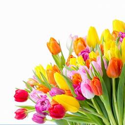 Naklejka tulipan kwiat bukiet narcyz lato