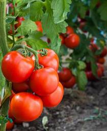 Naklejka roślina pomidor natura lato warzywo