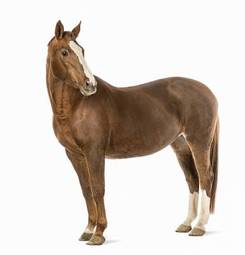 Naklejka portret zwierzę ssak koń