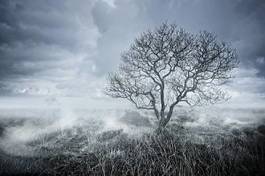 Fotoroleta sztorm piękny drzewa pejzaż