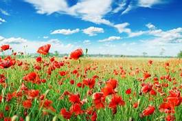 Obraz na płótnie pole kwiat łąka błękitne niebo