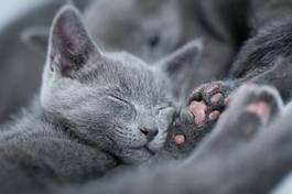 Obraz na płótnie przepiękny srebrny kot