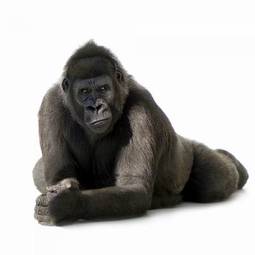 Fotoroleta portret zwierzę małpa