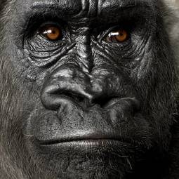 Fotoroleta zwierzę portret małpa zbliżenie king kong