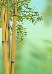 Fototapeta bambus azjatycki zen roślina
