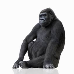 Naklejka małpa portret zwierzę siedzący ekspresyjny
