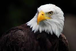 Fototapeta zwierzę natura ptak ameryka