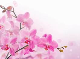 Naklejka ładny storczyk kwiat natura orientalne