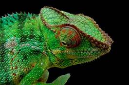 Naklejka zwierzę dziki azja kameleon oko