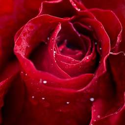Naklejka rosa świeży kwiat