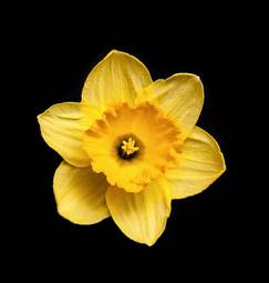Obraz na płótnie natura roślina kwiat narcyz żółty