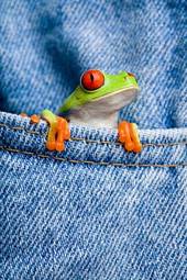 Naklejka żaba płaz zwierzę natura spodnie
