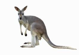 Obraz na płótnie zwierzę kangur stojący patrzący futro