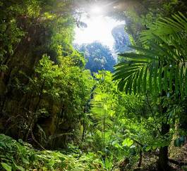 Fotoroleta dżungla las roślinność bezdroża roślina