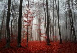 Plakat jesienna mgła w lesie