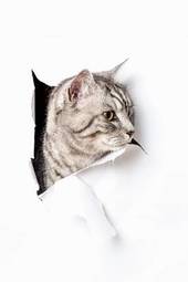 Fototapeta ładny zwierzę kot figlarny dziura