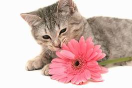 Obraz na płótnie srebrny kociak z różowym gerberem