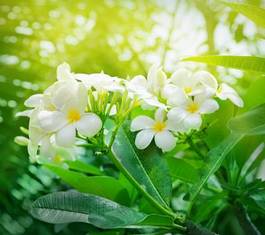 Naklejka białe kwiaty