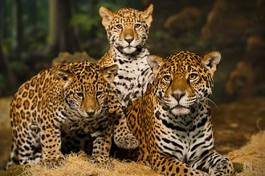 Plakat jaguar zwierzę dziki