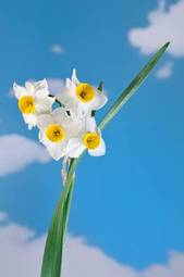 Obraz na płótnie kwiat narcyz wiele sprężyna
