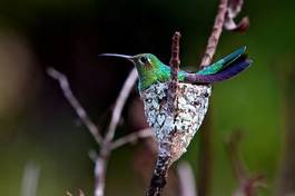 Naklejka zwierzę ptak brazylia