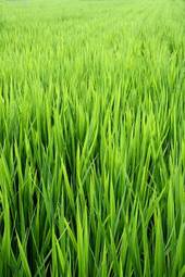 Fototapeta roślina jedzenie trawa