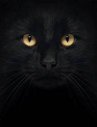 Plakat oko kot zwierzę ssak