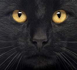 Obraz na płótnie oko ssak zwierzę kot