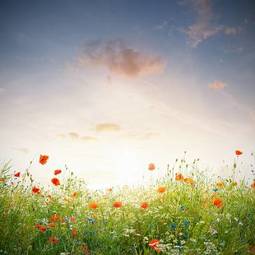 Naklejka trawa wieś kwiat krajobraz słońce