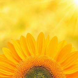 Naklejka słońce pyłek słonecznik