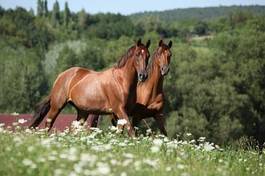 Obraz na płótnie rasowy zwierzę koń
