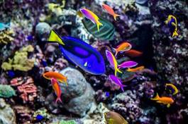 Fototapeta koral malediwy hawaje