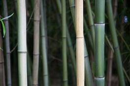 Fotoroleta trawa natura bambus