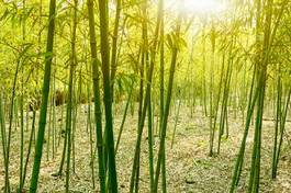 Fotoroleta drzewa natura roślina niebo bambus