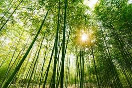 Fototapeta drzewa roślina chiny bambus