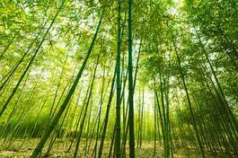 Naklejka niebo bambus natura