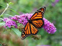 Naklejka zwierzę motyl kwiat ogród