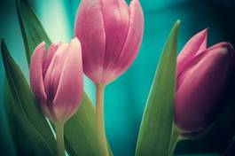 Fotoroleta różowe tulipany