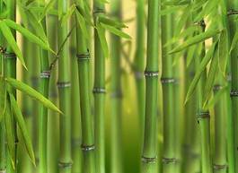 Naklejka pędy bambusa