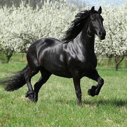 Fotoroleta piękny koń ruch