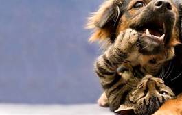 Fotoroleta szczenię pies kot twarz zwierzę